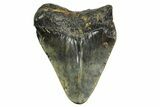 Juvenile Megalodon Tooth - North Carolina #361729-1